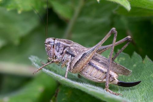 Réf. 243 459 : Platycleis albopunctata